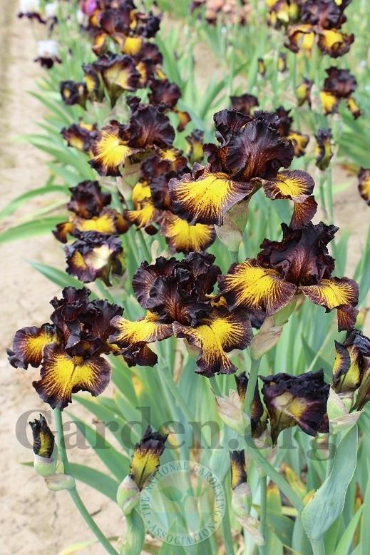 Photo of Tall Bearded Iris (Iris 'Tuscan Summer') uploaded by HighdesertNiki