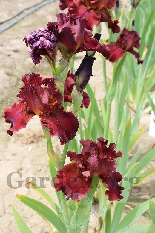 Photo of Tall Bearded Iris (Iris 'Tiff') uploaded by HighdesertNiki