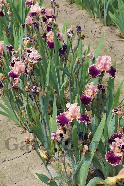 Photo of Tall Bearded Iris (Iris 'Teenybopper') uploaded by HighdesertNiki
