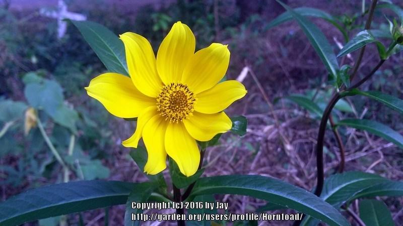 Photo of Smooth Bidens (Bidens laevis) uploaded by Horntoad