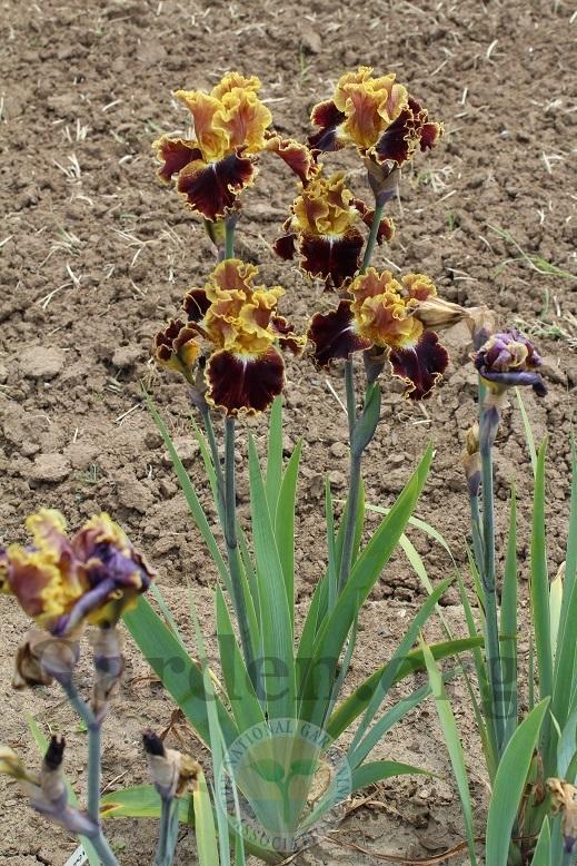 Photo of Tall Bearded Iris (Iris 'Volcanic Glow') uploaded by HighdesertNiki