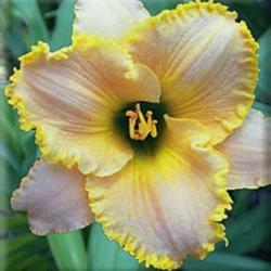 
Photo courtesy of Mike Grossman/Northern Lights Daylilies.