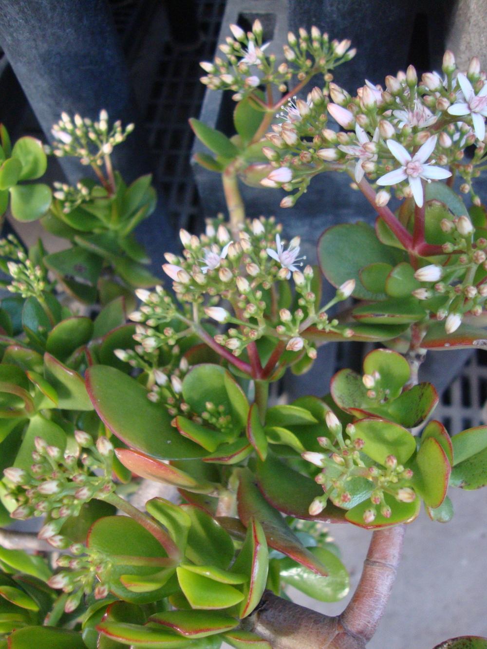 Photo of Jade Plant (Crassula ovata) uploaded by Paul2032