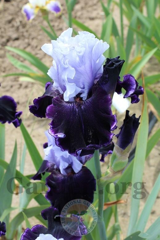 Photo of Tall Bearded Iris (Iris 'Wicked Good') uploaded by HighdesertNiki