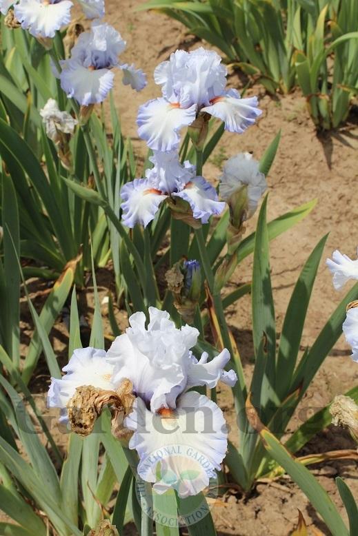 Photo of Tall Bearded Iris (Iris 'Waterline') uploaded by HighdesertNiki