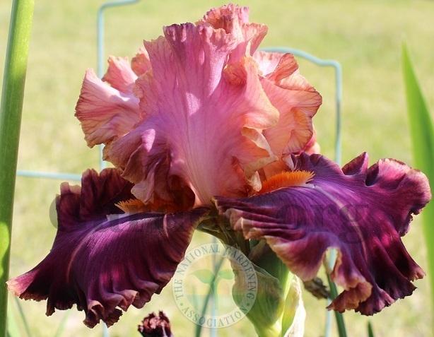 Photo of Tall Bearded Iris (Iris 'Impressionist') uploaded by HighdesertNiki