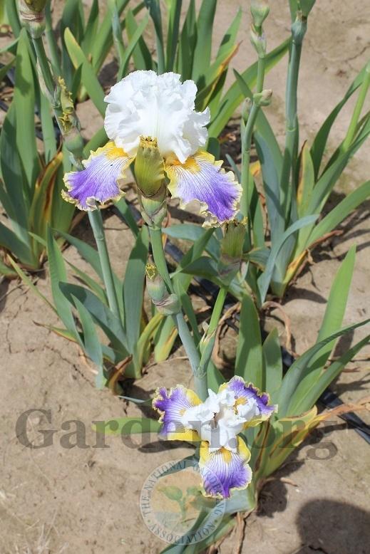 Photo of Tall Bearded Iris (Iris 'Wild Angel') uploaded by HighdesertNiki