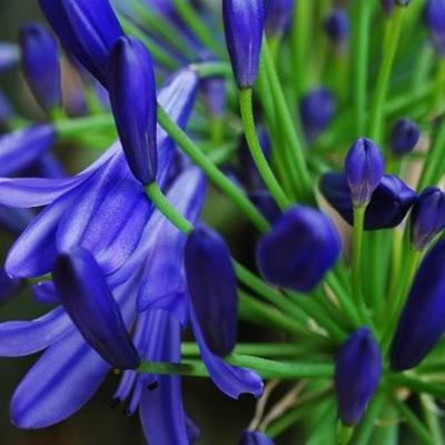 Photo of Lily of the Nile (Agapanthus 'Storm Cloud') uploaded by Lalambchop1