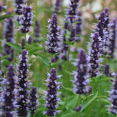 Photo of Anise Hyssop (Agastache 'Black Adder') uploaded by Lalambchop1