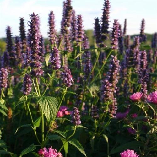 Photo of Anise Hyssop (Agastache 'Black Adder') uploaded by Lalambchop1