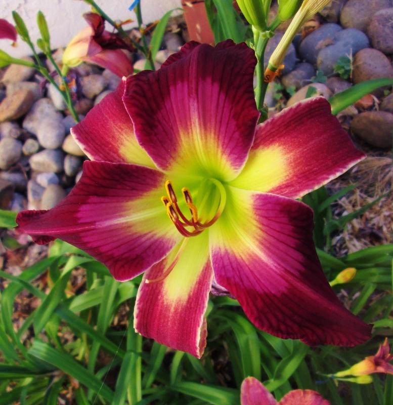 Photo of Daylily (Hemerocallis 'Help from Your Friends') uploaded by chalyse