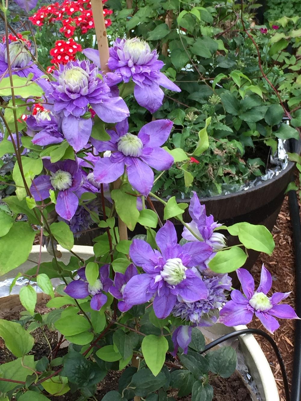 Photo of Clematis Blue Light™ uploaded by mishkab