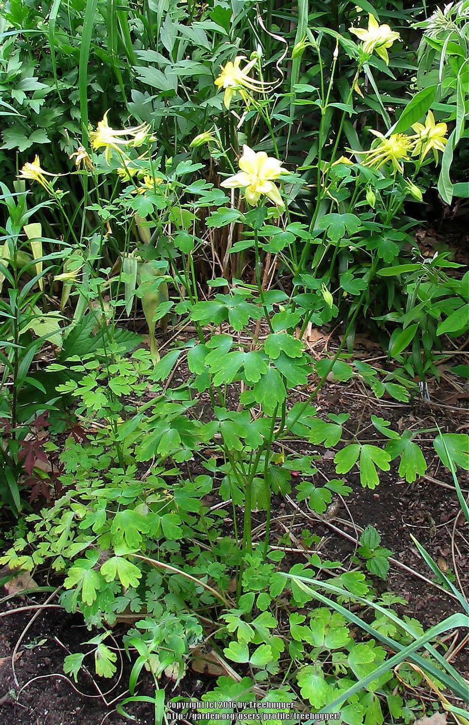 Photo of Golden Columbine (Aquilegia chrysantha) uploaded by treehugger