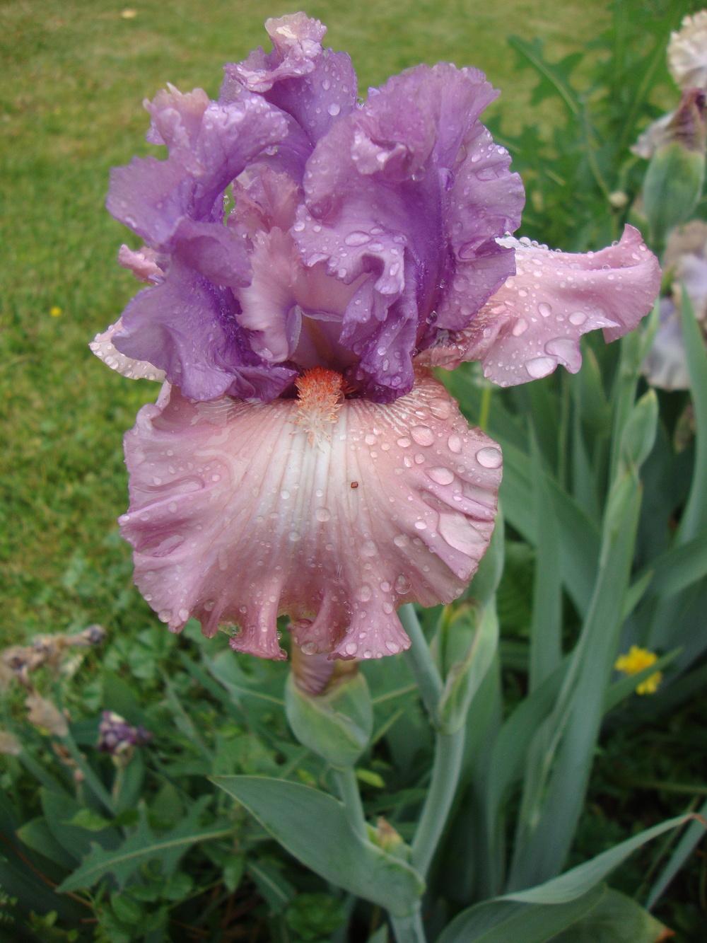 Photo of Tall Bearded Iris (Iris 'Role Reversal') uploaded by Paul2032