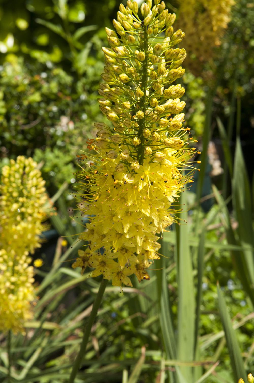 Photo of Foxtail Lily (Eremurus) uploaded by cliftoncat
