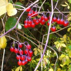 Location: Riverview, Robson, B.C.
Date: 2012-10-16
 3:03 pm. Exotic looking berries - but don't eat them!