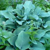  6:48 pm. This Hosta grew so quickly into an enormous, beautiful 