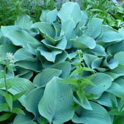 Location: Riverview, Robson, B.C.
Date: 2012-05-29
 6:48 pm. This Hosta grew so quickly into an enormous, beautiful 