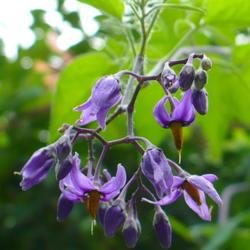 Location: Riverview, Robson, B.C.
Date: 2009-08-05
 1:34 pm. A beautiful blossom for a 'Deadly' Nightshade.
