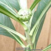 Edgeworthia 'Nanjing Gold' Flower Bud