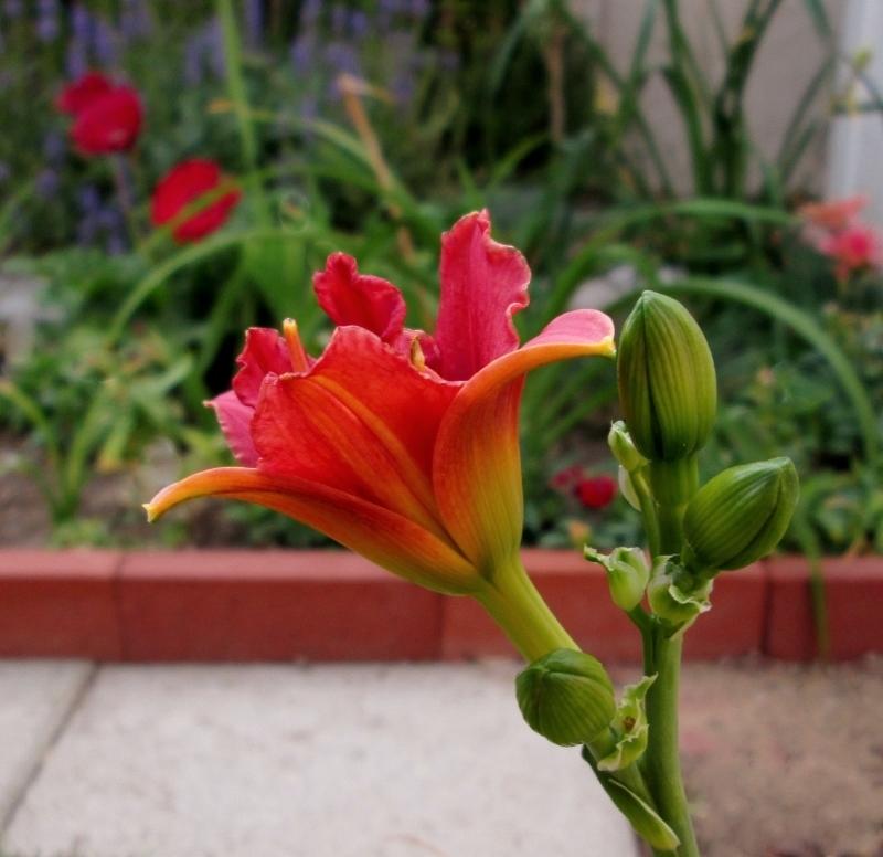 Photo of Daylily (Hemerocallis 'Little Wild Flower') uploaded by chalyse