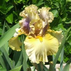 Location: Iris garden - full sun
Date: 2016-0529
Beautiful first (and subsequent) bloom.