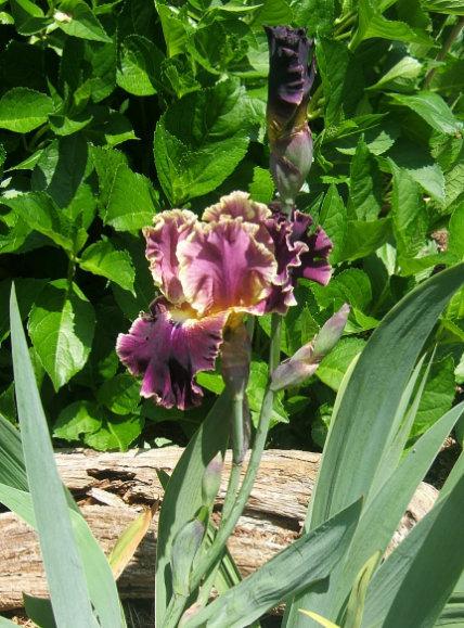 Photo of Tall Bearded Iris (Iris 'Montmartre') uploaded by pirl