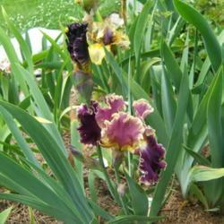Location: Iris garden - full sun
Date: 2016-0531
Iris Secret Rite in background.