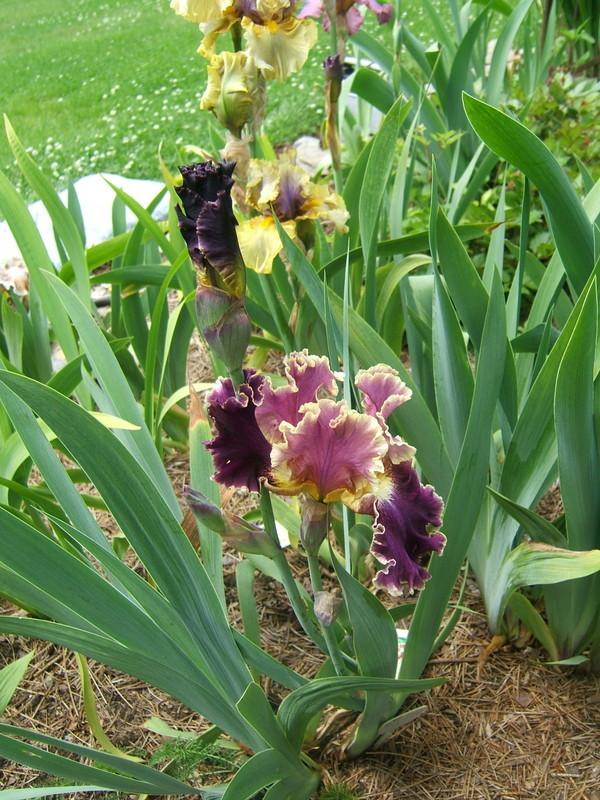 Photo of Tall Bearded Iris (Iris 'Montmartre') uploaded by pirl