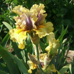 Location: Iris garden - full sun
Date: 2016-0529