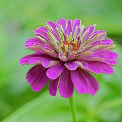 Location: My North zinnia garden
Date: Summer 2016
This was a commercial California Giant bloom, with typical spoon-