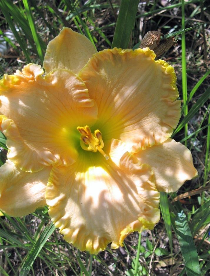 Photo of Daylily (Hemerocallis 'Victorian Lace') uploaded by bron