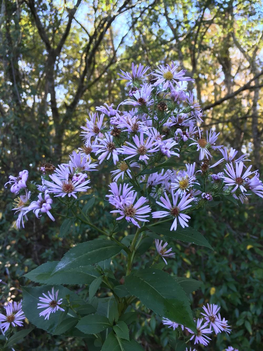 Photo of Late Purple Aster (Symphyotrichum patens) uploaded by sunkissed