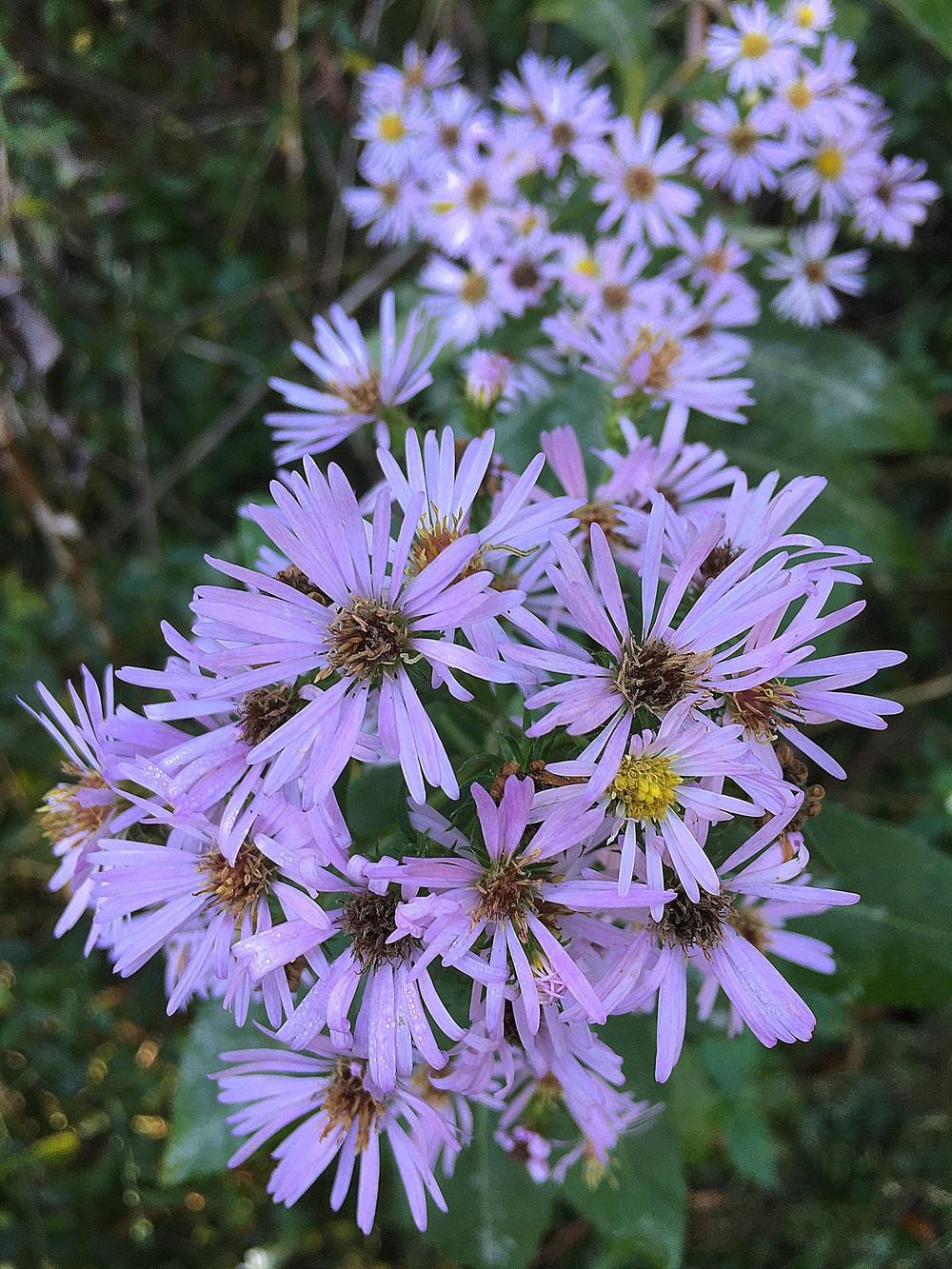 Photo of Late Purple Aster (Symphyotrichum patens) uploaded by sunkissed