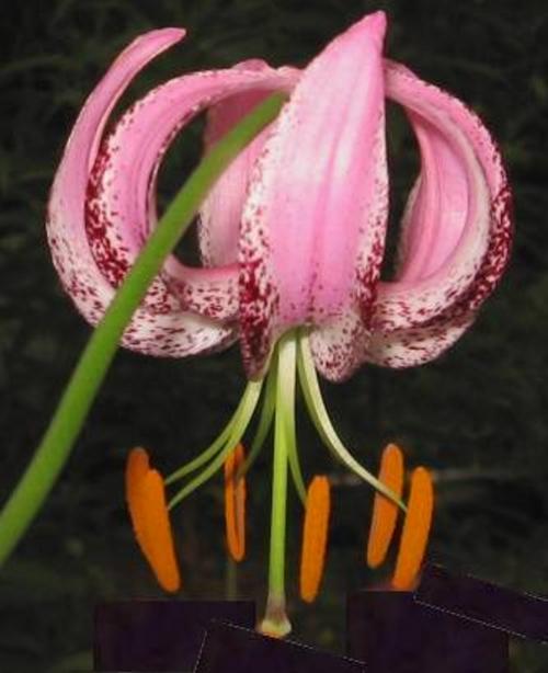 Photo of Lily (Lilium lankongense) uploaded by BUGGYCRAZY