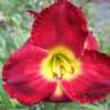 Photo by Lewis Daylily Garden used with permission