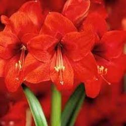 Photo of Amaryllis (Hippeastrum 'Red Lion') uploaded by Lalambchop1
