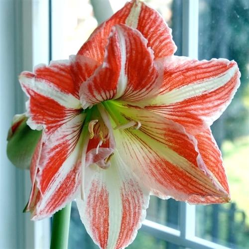 Photo of Amaryllis (Hippeastrum 'Dancing Queen') uploaded by Lalambchop1