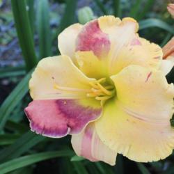 Location: Lewis daylily garden
Photo by Paul Lewis used with permission