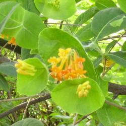 Location: Grandview Community Garden, Castlegar, B.C.
Date: 2007-06-01
 1:12 pm. Wild orange Honeysuckle by the Garden.