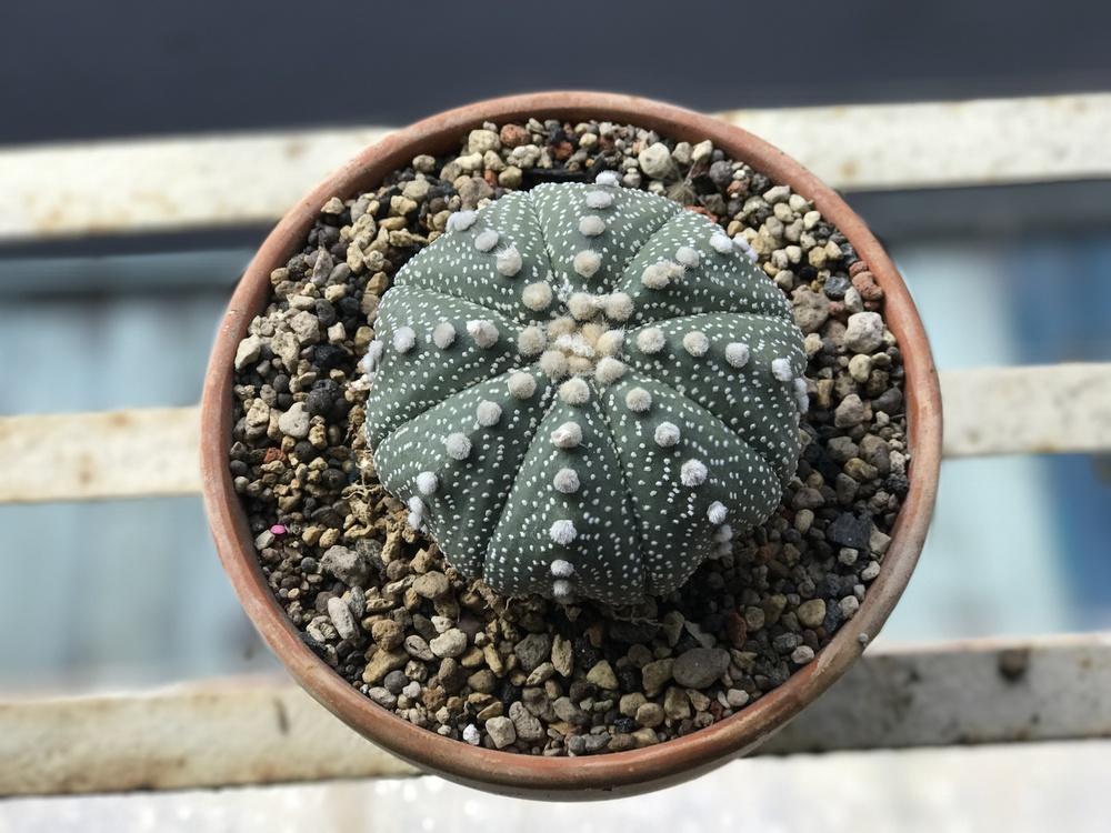Photo of Texas Star Cactus (Astrophytum asterias) uploaded by HunterSThompson