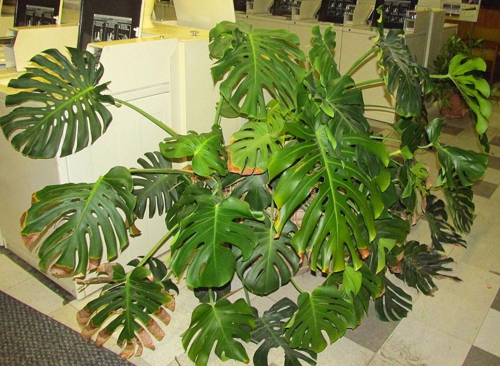 Photo of Split-Leaf Philodendron (Monstera deliciosa) uploaded by jmorth