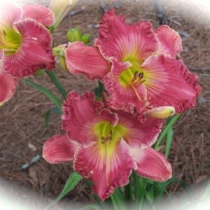 Photo courtesy of Countryside Daylilies