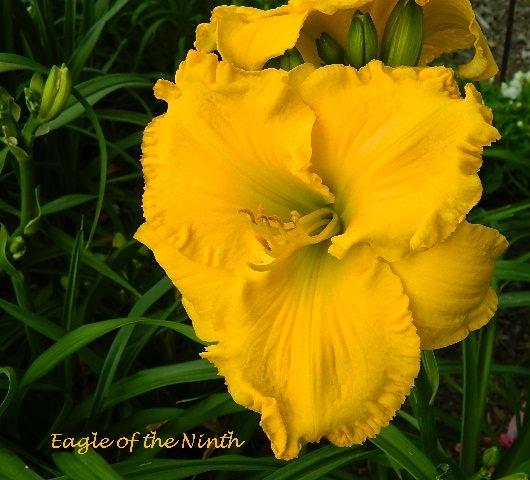 Photo of Daylily (Hemerocallis 'Eagle of the Ninth') uploaded by hillbilly