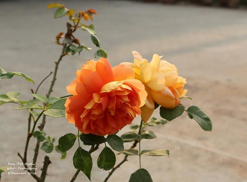 Photo of English Shrub Rose (Rosa 'Pat Austin') uploaded by kbw664