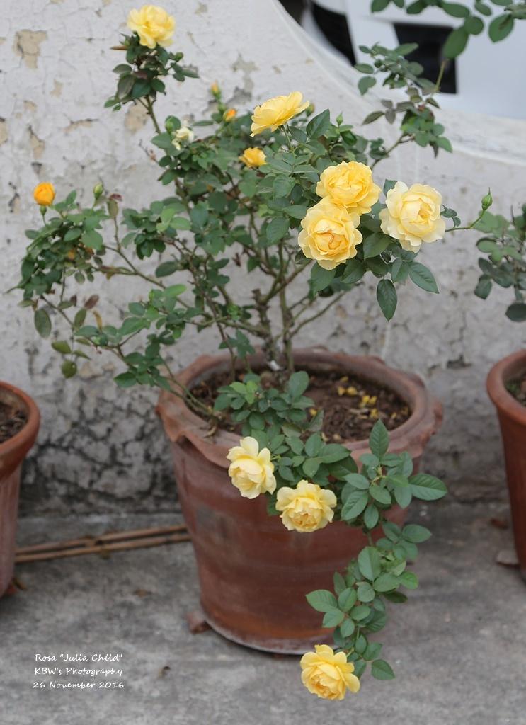 Photo of Floribunda Rose (Rosa 'Julia Child') uploaded by kbw664