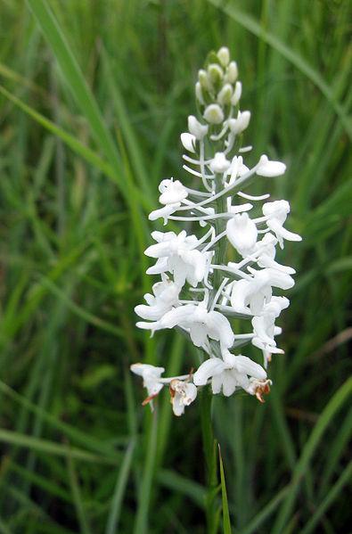 Photo of Snowy Orchid (Platanthera nivea) uploaded by robertduval14