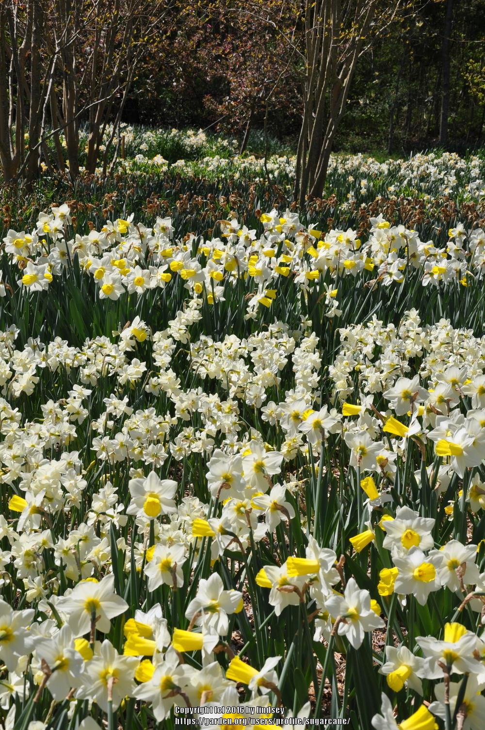 Photo of Daffodils (Narcissus) uploaded by sugarcane