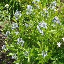 Location: Nora's Garden - Castlegar, B.C.
Date: 2016-05-17
 3:05 pm. Shiny green foliage and strong stems - this blue beauty