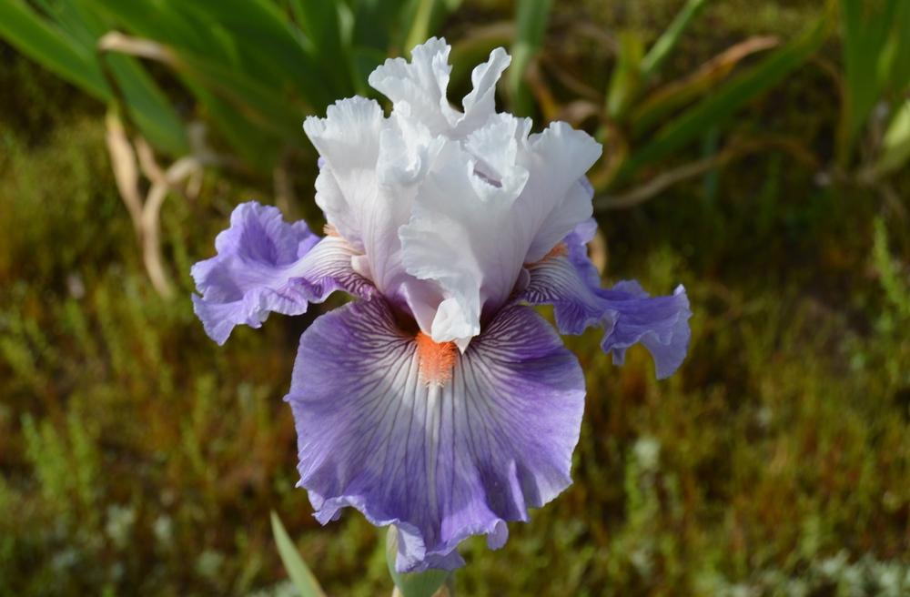 Photo of Tall Bearded Iris (Iris 'Limerence') uploaded by KentPfeiffer